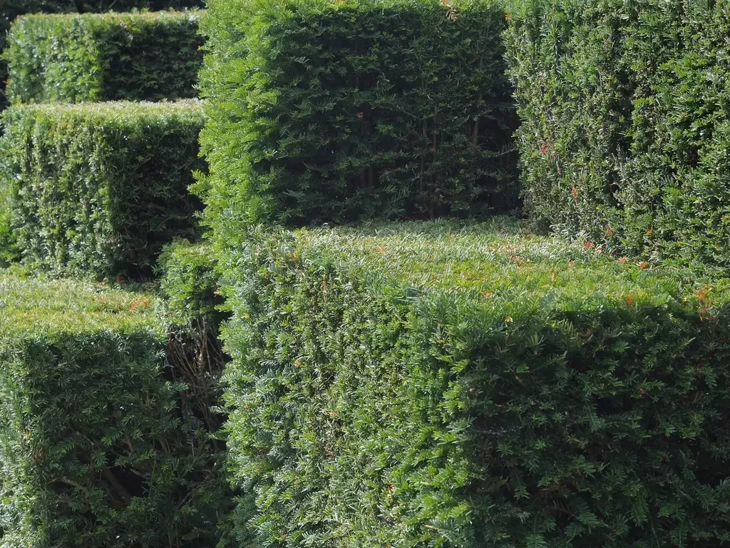 Frisch geschnittene Hecke – Baum- und Heckenpflege Zürich
