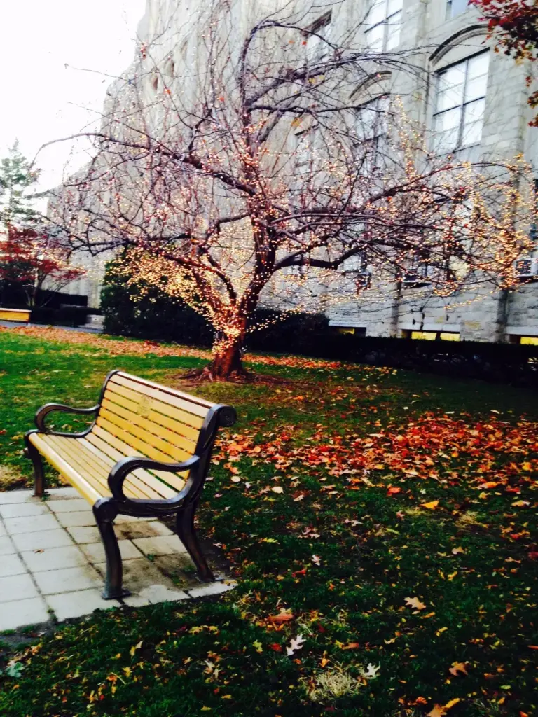 Sitzbank unter herbstlichem Baum im Garten