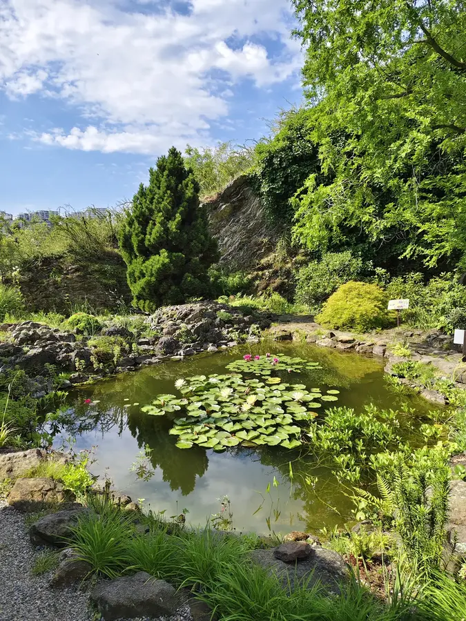 Gartenteich mit Seerosen – Biotop und Teich Zürich