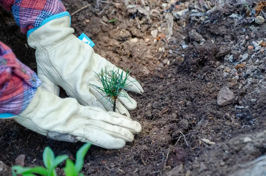 Gärtner beim Pflanzen – über Fonseca Gartenbau